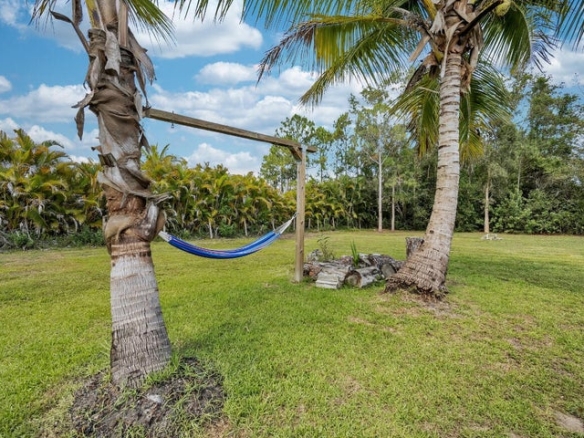 tree swing